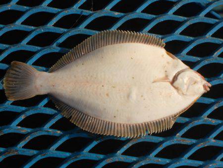オリジナルメーカー海づり公園(市原市海づり施設) 釣果