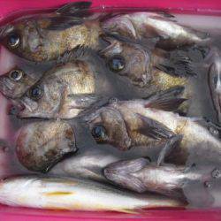 珠理丸 釣果