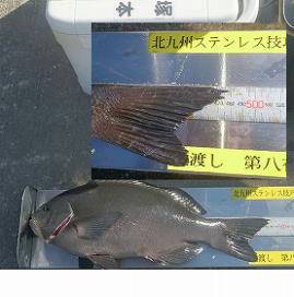 第八有漁丸 釣果