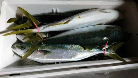 スカイマリン 釣果