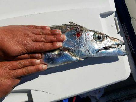 遊漁船　ニライカナイ 釣果