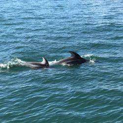 深川　吉野屋 釣果