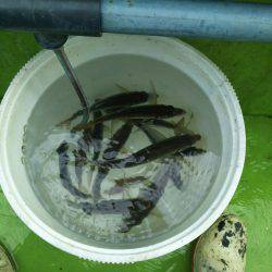 深川 吉野屋 釣果