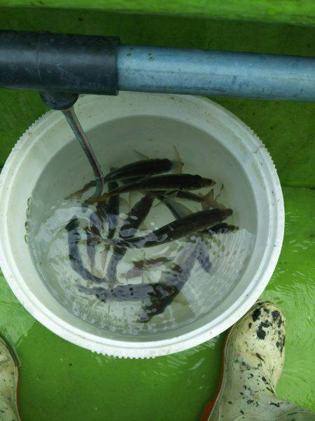 深川 吉野屋 釣果