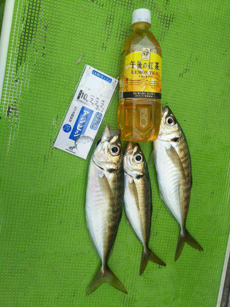 深川 吉野屋 釣果