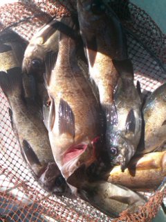 第二辰丸 釣果
