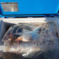 遊漁船 ニライカナイ 釣果