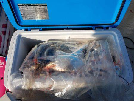 遊漁船 ニライカナイ 釣果