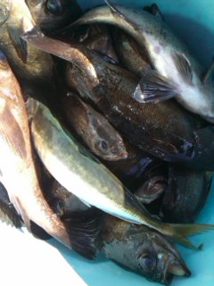 第二辰丸 釣果