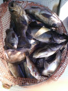 第二辰丸 釣果