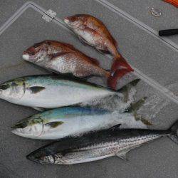 へいみつ丸 釣果