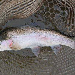 フィッシングレイクたかみや 釣果