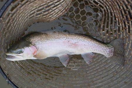 フィッシングレイクたかみや 釣果
