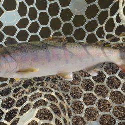 フィッシングレイクたかみや 釣果