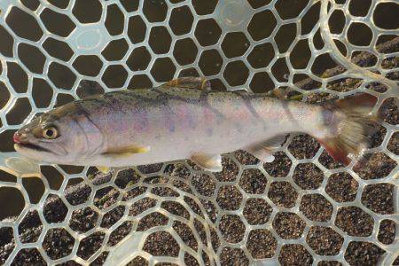 フィッシングレイクたかみや 釣果