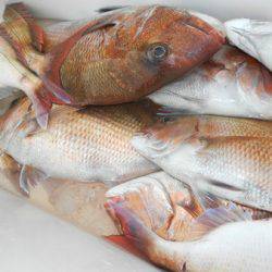 こうゆう丸 釣果