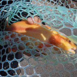 フィッシングレイクたかみや 釣果