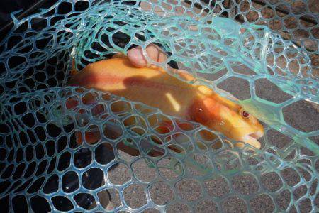 フィッシングレイクたかみや 釣果