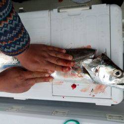 遊漁船 ニライカナイ 釣果