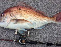 YELLOW-TAIL　イエローテール 釣果