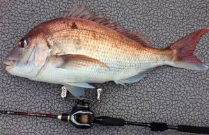 YELLOW-TAIL　イエローテール 釣…