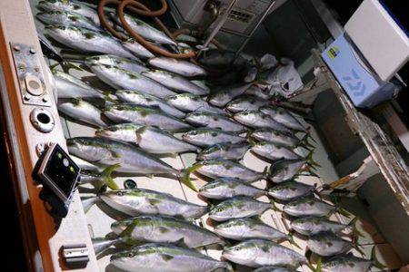 スカイマリン 釣果