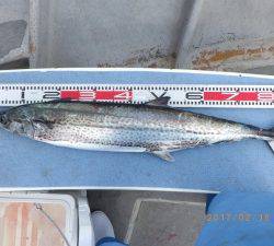 石川丸 釣果