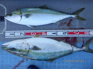 石川丸 釣果