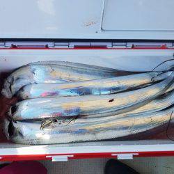 遊漁船　ニライカナイ 釣果