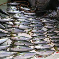 スカイマリン 釣果