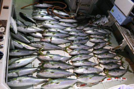 スカイマリン 釣果