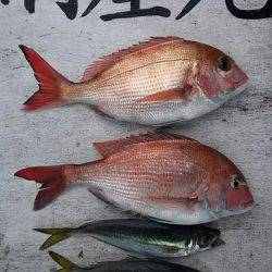 網屋丸 釣果