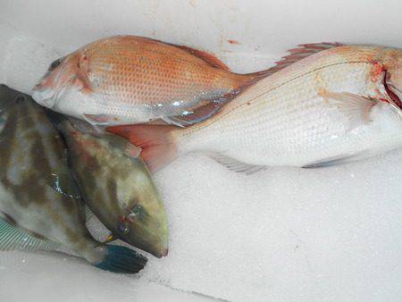 こうゆう丸 釣果