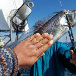 遊漁船　ニライカナイ 釣果