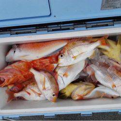 第二大福丸 釣果