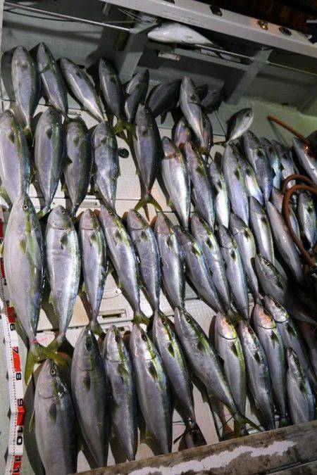 スカイマリン 釣果