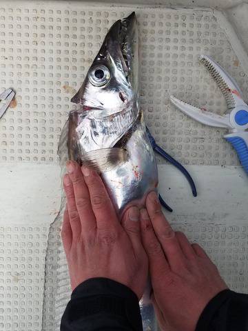 遊漁船　ニライカナイ 釣果