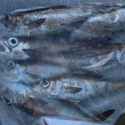 へいみつ丸 釣果