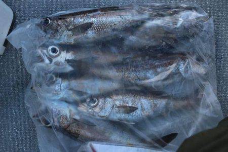 へいみつ丸 釣果