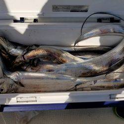 遊漁船　ニライカナイ 釣果