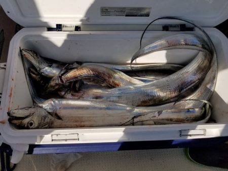 遊漁船　ニライカナイ 釣果