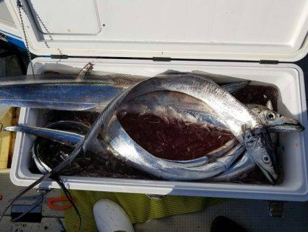 遊漁船　ニライカナイ 釣果