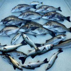 TOPGUN名古屋 釣果