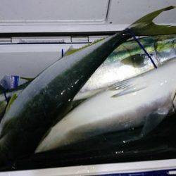 スカイマリン 釣果