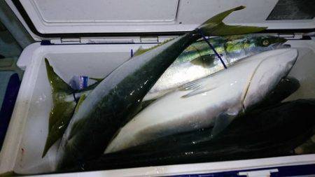 スカイマリン 釣果