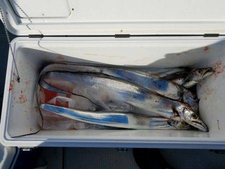 遊漁船　ニライカナイ 釣果