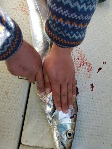 遊漁船　ニライカナイ 釣果