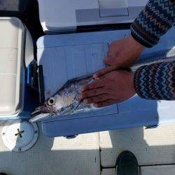 遊漁船　ニライカナイ 釣果