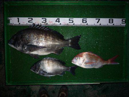 海山フィッシングセンター 釣果