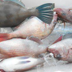 こうゆう丸 釣果